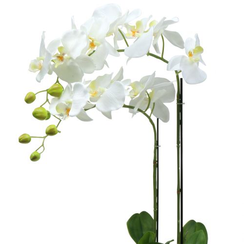 Orkidé Vit på 65cm glödlampa
