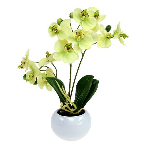 Floristik24 Orkidé i kruka grön H30cm
