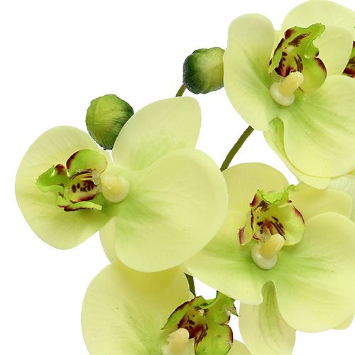 Floristik24 Orkidé i kruka grön H30cm