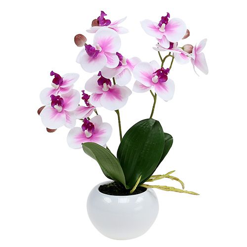 Floristik24 Orkidéer i en kruka H30cm vitrosa