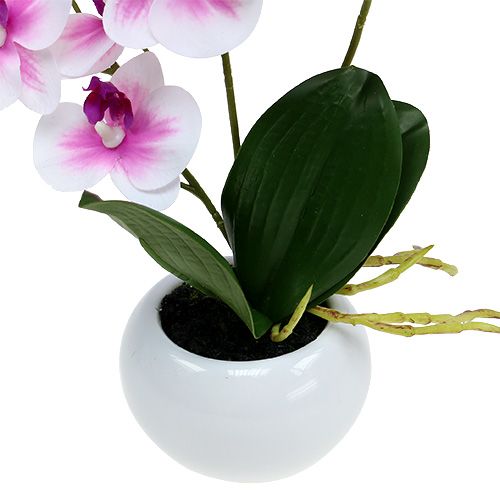 Floristik24 Orkidéer i en kruka H30cm vitrosa