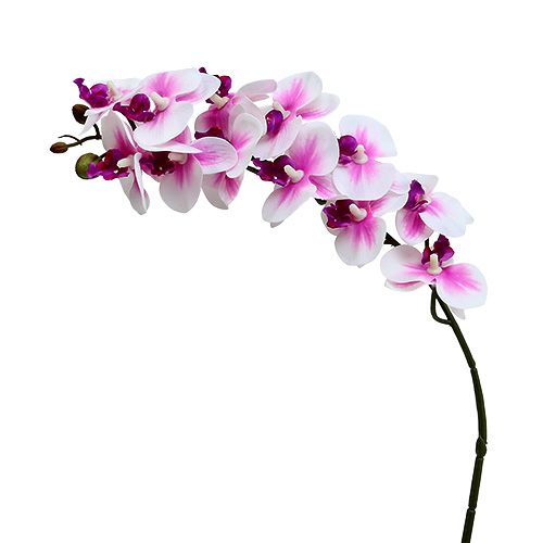 Floristik24 Orkidégren vitrosa L58cm