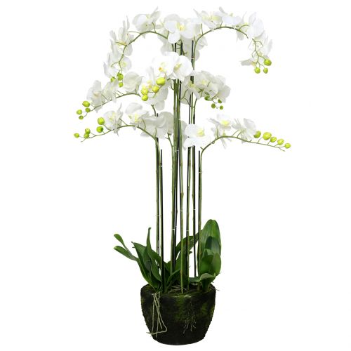 Orkidé vit på en boll på 118cm