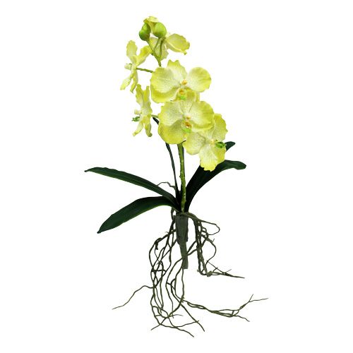 Floristik24 Orkidé med rötter ljusgrön L43cm