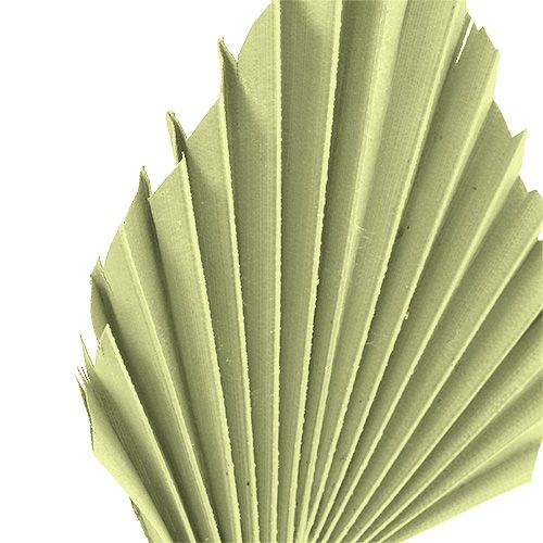 Artikel Palmspear äppelgrön vitkalkad 65 st