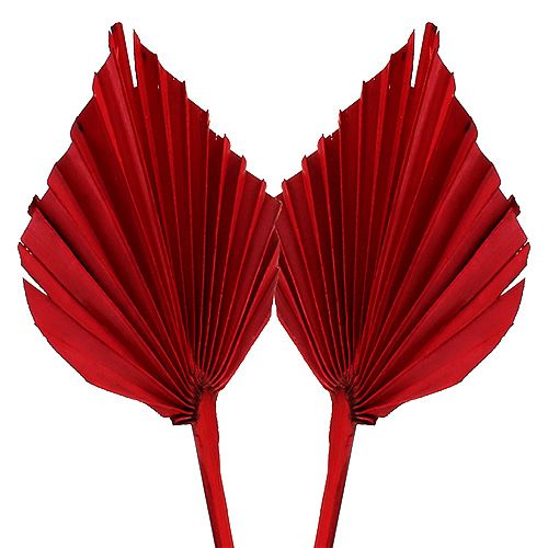 Floristik24 Palmspear Röd 65st