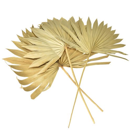 Artikel Palmspear Sun Natural Palm Leaf Torkad Naturlig Dekoration 30 st