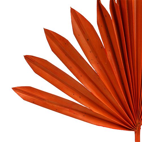 Artikel Palmspear Sun Orange 30 st