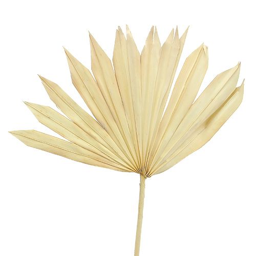 Floristik24 Palmspear Sun blekt 30 st