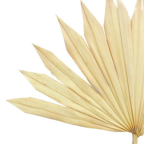 Artikel Palmspear Sun blekt 30 st