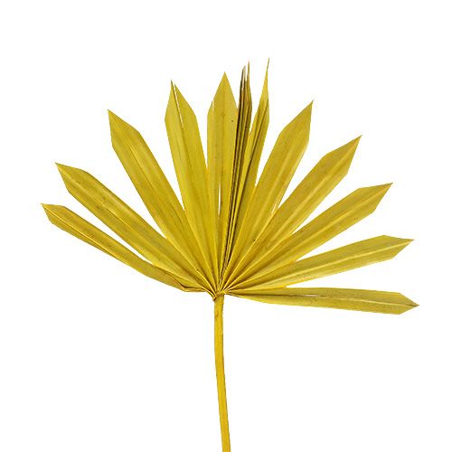 Floristik24 Palmspear Sun mini gul 50st