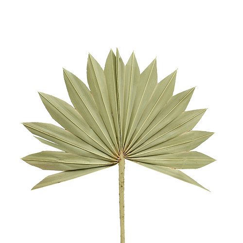 Floristik24 Palmspear Sun mini natur 50 st