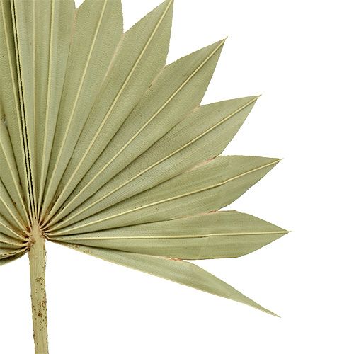 Artikel Palmspear Sun mini natur 50 st