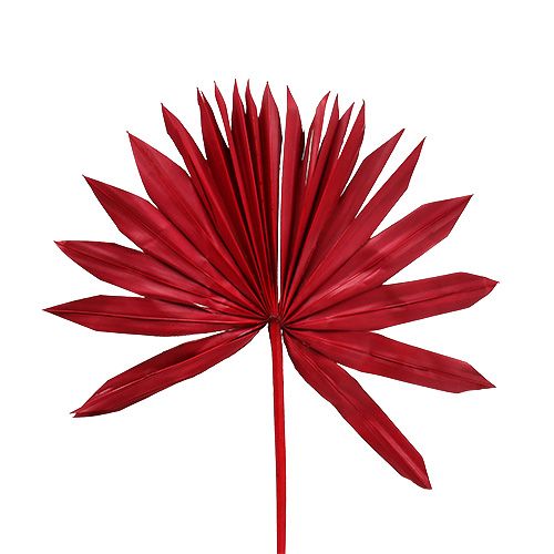 Palmspear Sun mini röd 50st