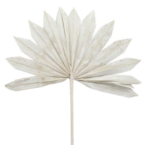 Floristik24 Palmspear Sun mini vitkalkad 50 st