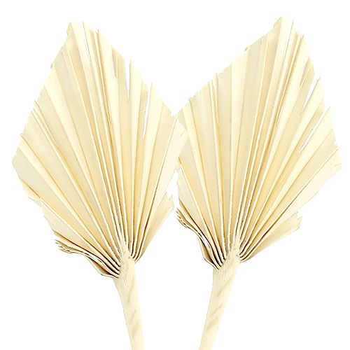 Floristik24 Palmspear blekt 20 st