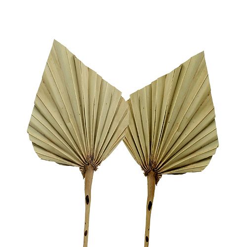 Floristik24 Palmspear mini natur 100 st