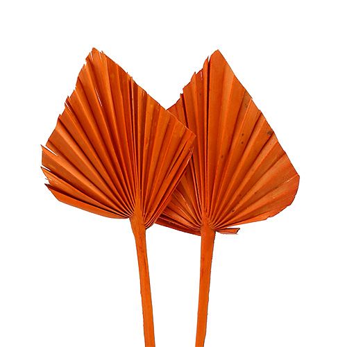 Floristik24 Palmspear mini orange 100st