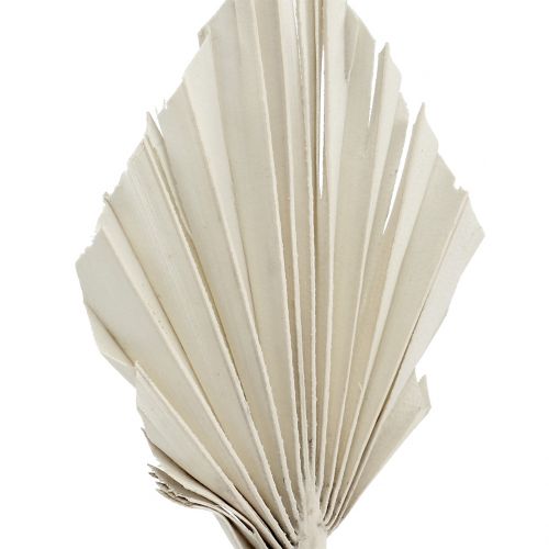 Artikel Palmspear Mini Vit tvättad 100 st
