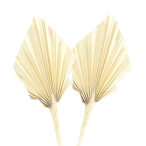 Floristik24 Palmspear mini blekt palmspjut torkad 50 st