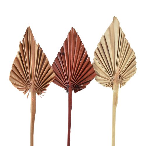 Artikel Palmspear mini assorterad Marocko 30 st