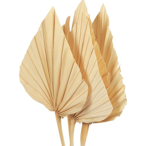 Floristik24 Palmspjut palmblad naturdekor blekt 12,5×38cm 4 st