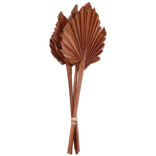 Artikel Palmspjut palmblad naturdekor brun 5-9×14cm L35cm 4st