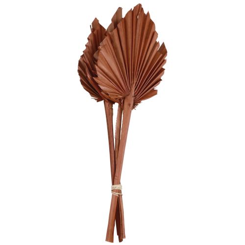 Artikel Palmspjut palmblad naturdekor brun 5-9×14cm L35cm 4 st