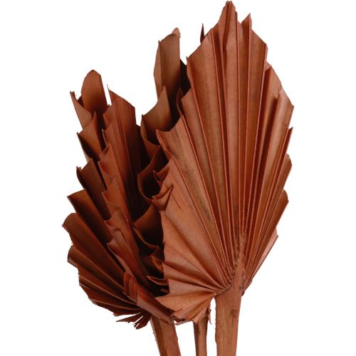 Artikel Palmspjut palmblad naturdekor brun 5-9×14cm L35cm 4 st