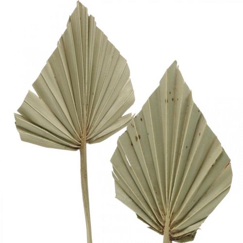 Artikel Mini palmspjut, torr blommor, adventsdekoration, minnesdagar natur L33–34cm B7–9cm 4 st.