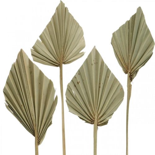 Floristik24 Mini palmspjut, torr blommor, adventsdekoration, minnesdagar natur L33–34cm B7–9cm 4 st.