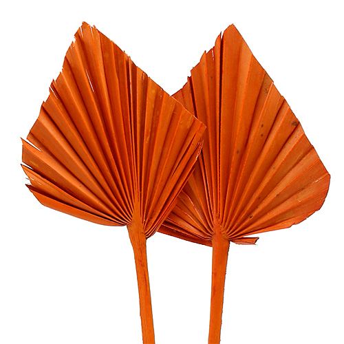 Floristik24 Palm Spear Orange 65st