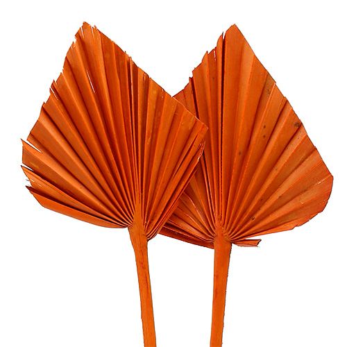 Palm Spear Orange 65st