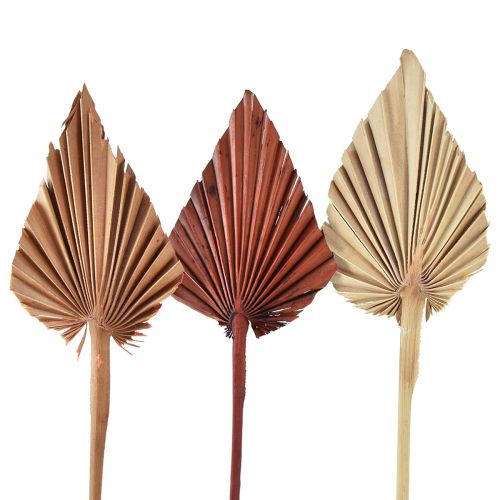 Floristik24 Palmspear assorterad Marocko 30 st