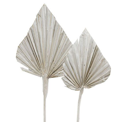 Floristik24 Palmspear vitkalkad 10cm - 15cm L33cm 65 st