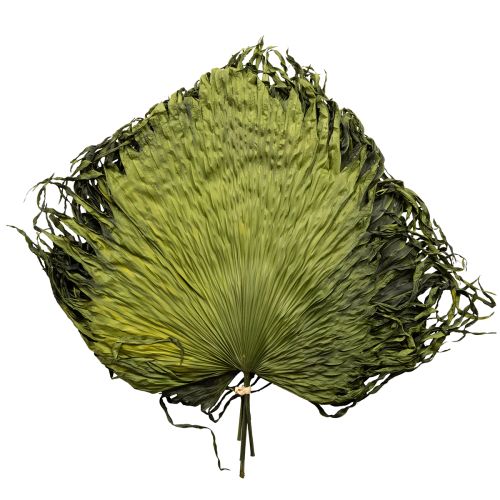 Palmbladsdekoration torkade blad Saribus grön 45 cm 5 st