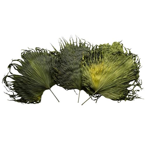 Floristik24 Palmbladsdekoration torkade blad Saribus grön 45 cm 5 st