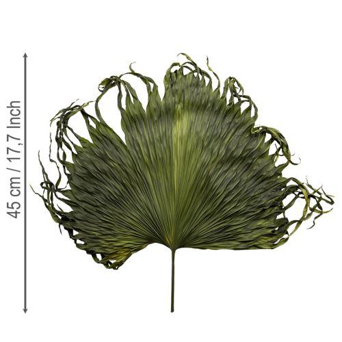 Palmbladsdekoration torkade blad Saribus grön 45 cm 5 st