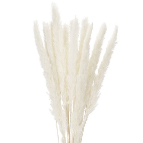 Pampasgräs torkade blommor blekta 70 cm 15 st köpa | Floristik24.se