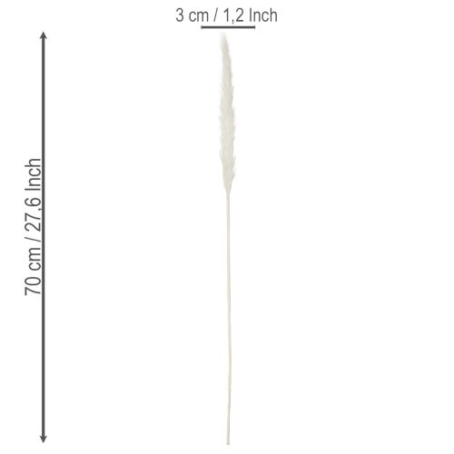 Pampasgräs torkade blommor blekta 70 cm 15 st | Floristik24.se