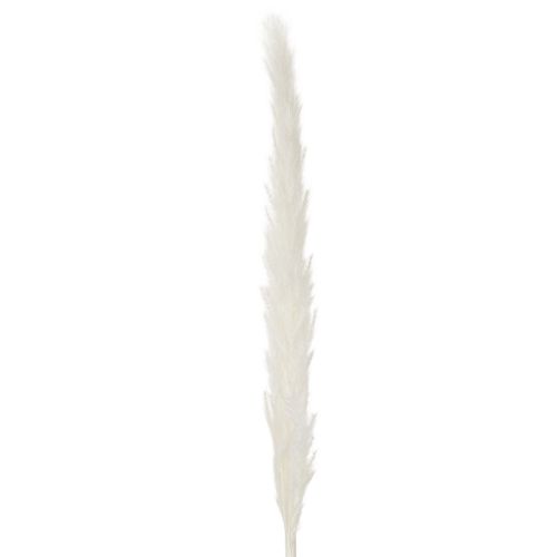 Pampasgräs torkade blommor blekta 70 cm 15 st | Floristik24.se