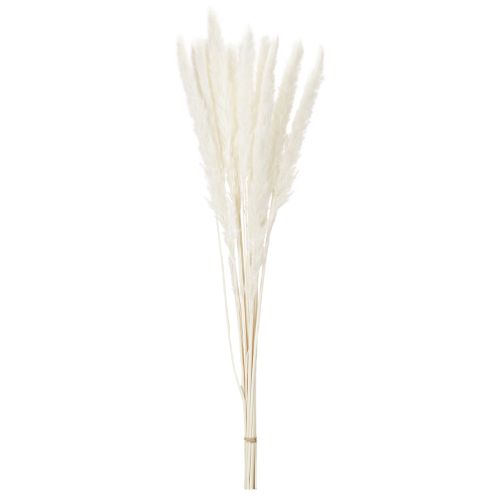 Pampasgräs torkade blommor blekta 70 cm 15 st | Floristik24.se