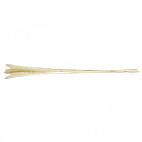 Floristik24 Torkad pampas gräskräm för torr bukett 65-75cm 6 st