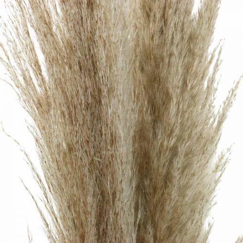 Floristik24 Pampas gräs naturligt torrt gräs dekorativ torr bukett 1m 3 st