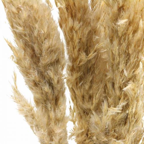 Artikel Torr dekoration pampas gräs torkat blekt 70-75cm 6 st