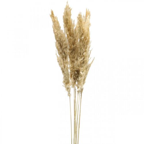 Floristik24 Torr dekoration pampas gräs torkat blekt 70-75cm 6 st