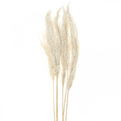 Floristik24 Pampas gräs torkad blekt torr dekoration 65-75cm 6 stycken i en bunt