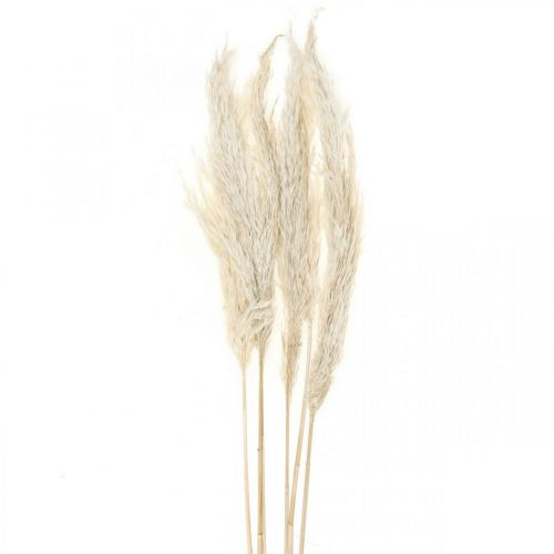 Pampas gräs torkat Blekt torr deco 65-75cm 6st i gäng