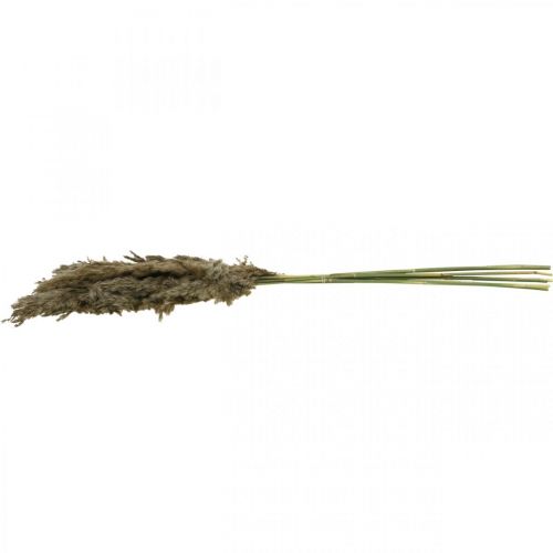 Floristik24 Torkat Pampas Gräs Naturligt För Torr Bukett 70-75cm 6 st
