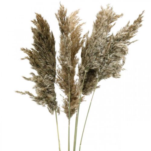Floristik24 Torkat Pampas Gräs Naturligt För Torr Bukett 70-75cm 6 st